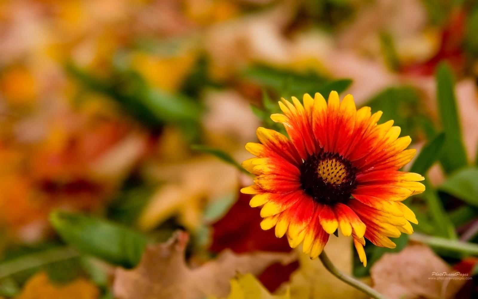 1680x1050 Autumn Flowers Wallpaper HD | Autumn | Fall flowers, Flowers, Flower