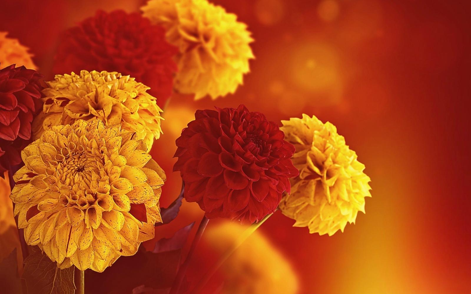 2880x1800 58+ Fall Flowers Wallpapers on WallpaperPlay