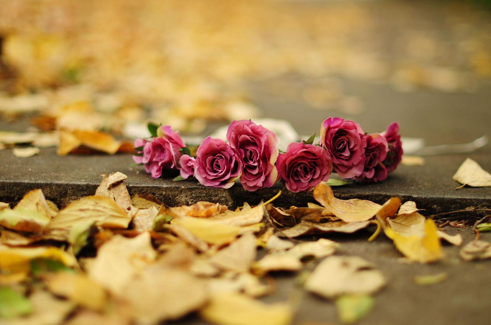 2048x1360 58+ Fall Flowers Wallpapers on WallpaperPlay