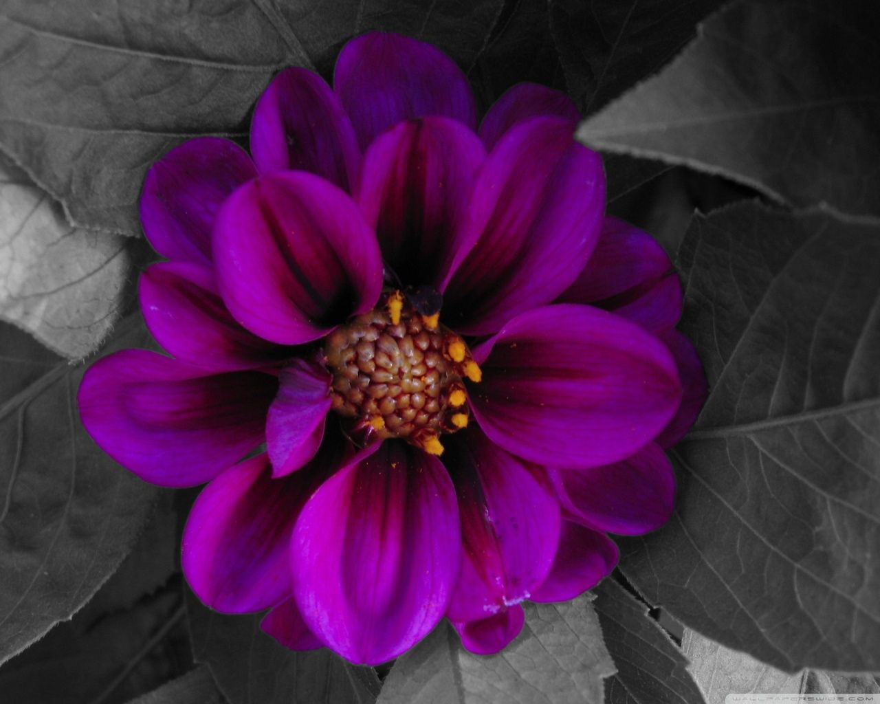 1280x1024 Fall Flower ❤ 4K HD Desktop Wallpaper for 4K Ultra HD TV • Tablet