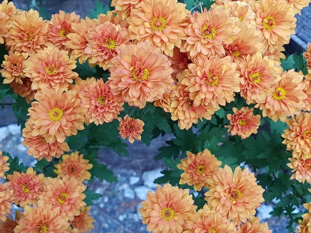 1024x768 Fall flowers chrysanthemum flower wallpaper. - PICRYL Public Domain