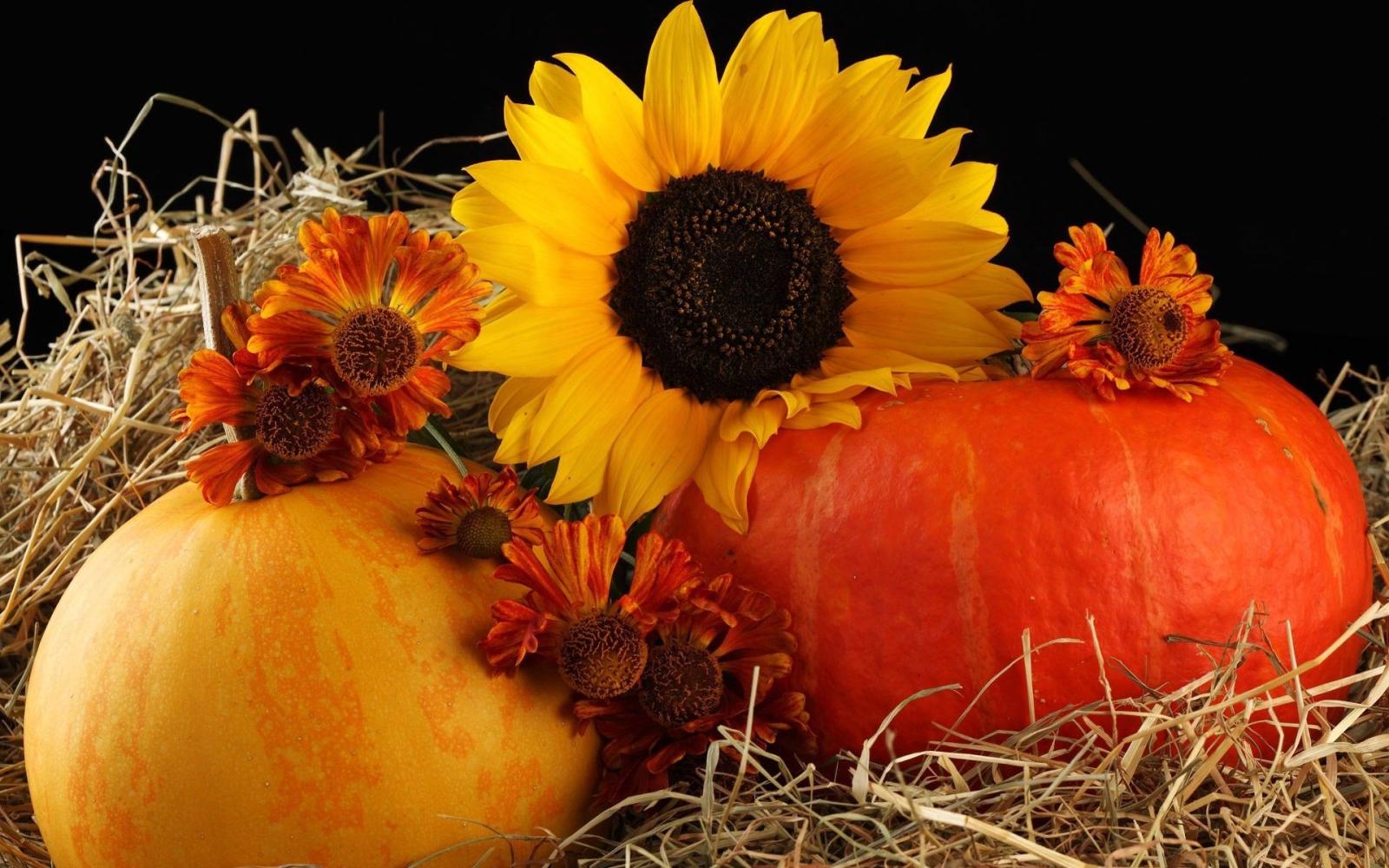 1920x1200 50+ Pumpkin and Fall Flower Wallpapers - Download at WallpaperBro