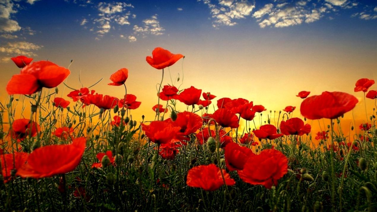 1270x714 Fall Flower Desktop Wallpaper | Wallpaperes Elite