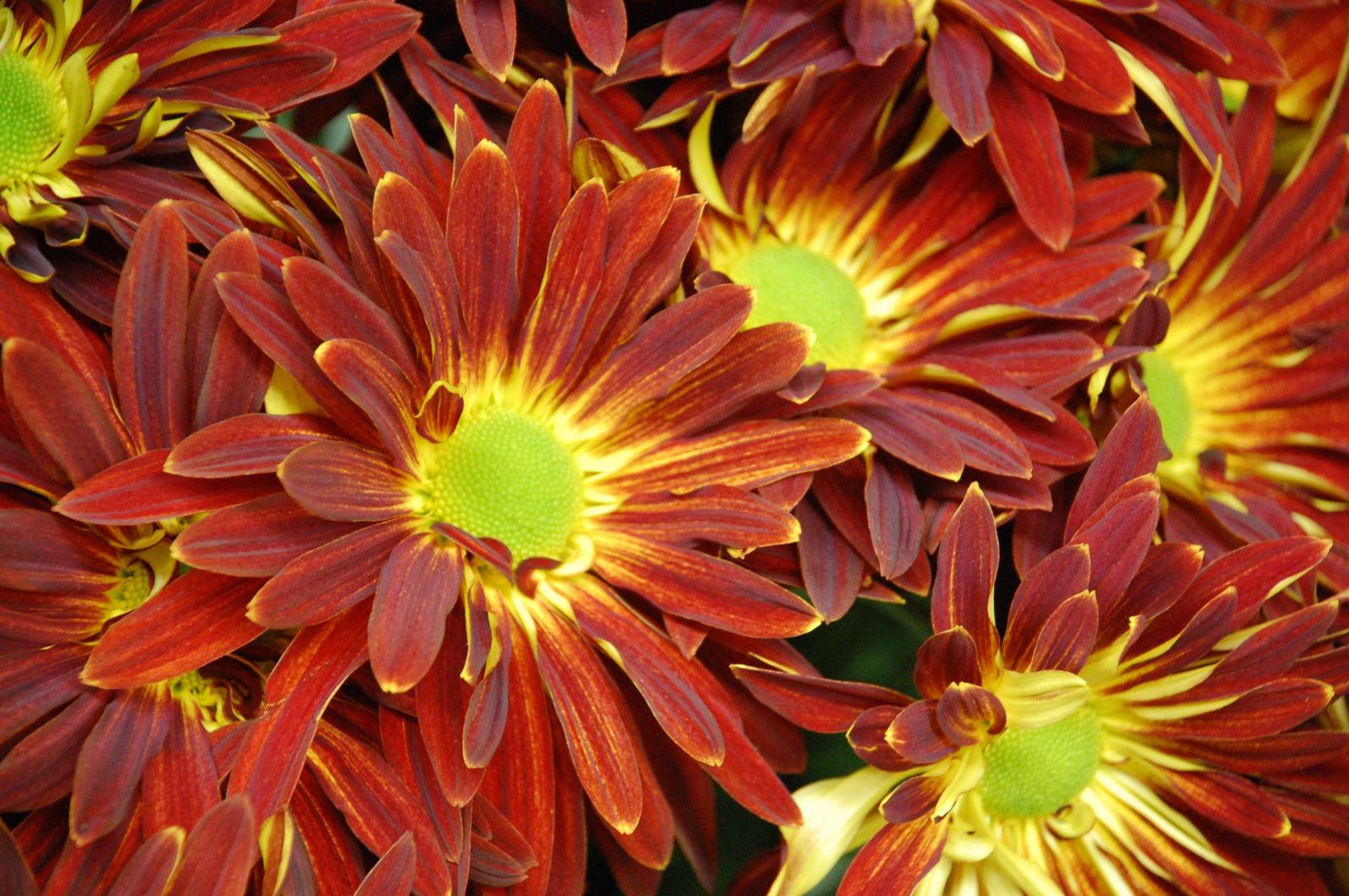 3008x2000 Fall Flowers Wallpaper Group (41+), Download for free