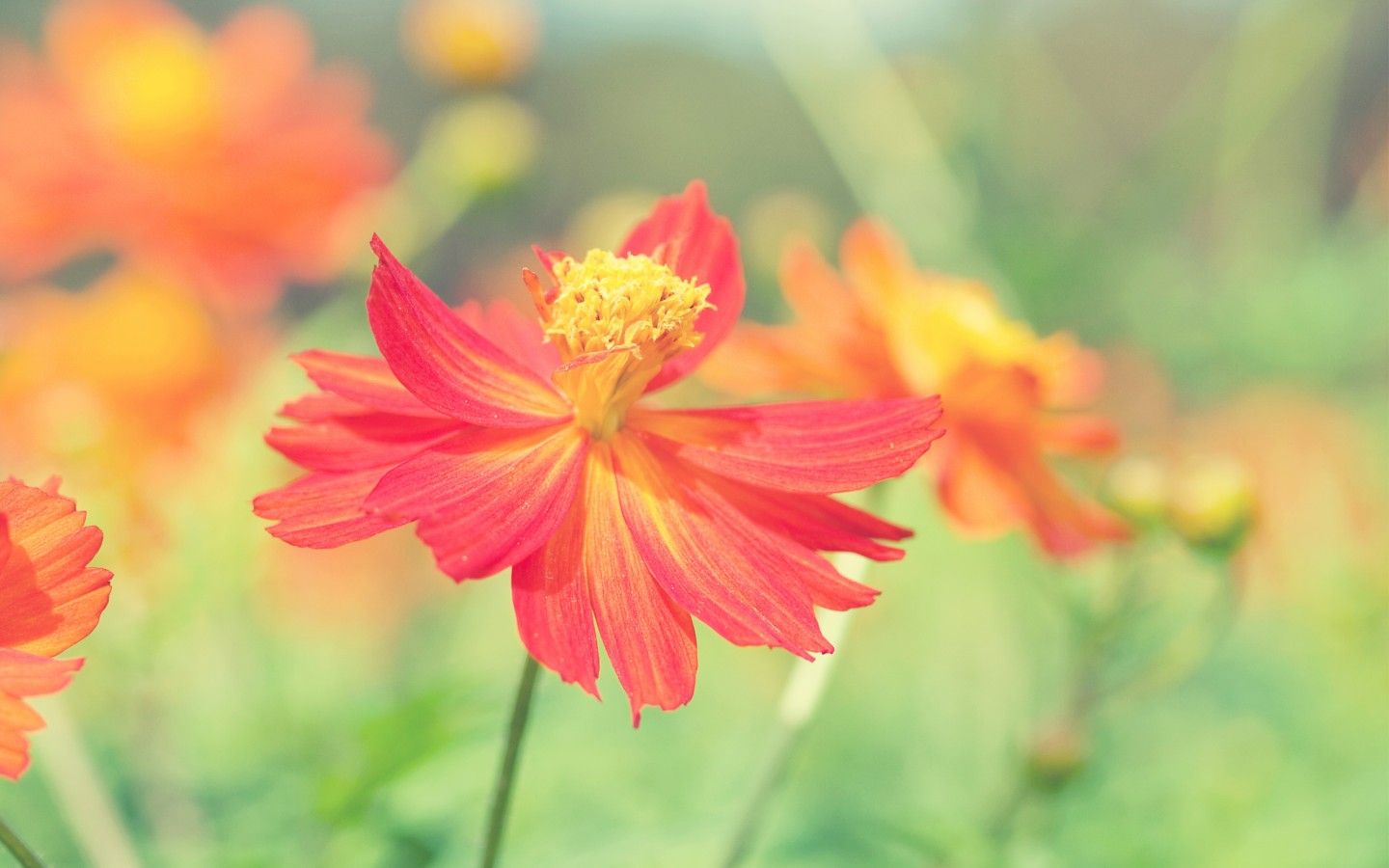 1440x900 Fall Flowers Wallpaper - Wallpapers Browse
