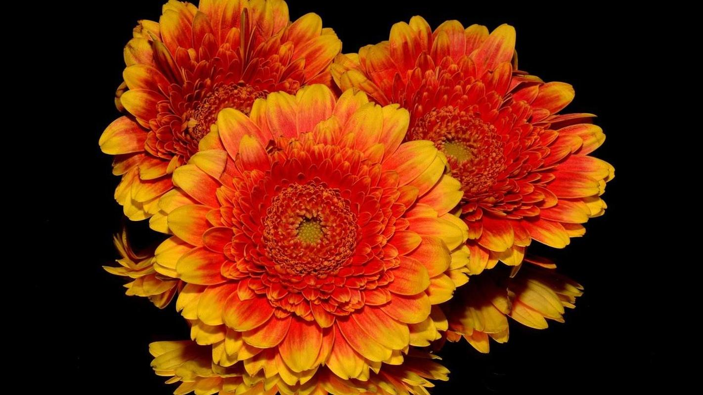 1422x800 Fall Flowers Wallpaper for Android - APK Download