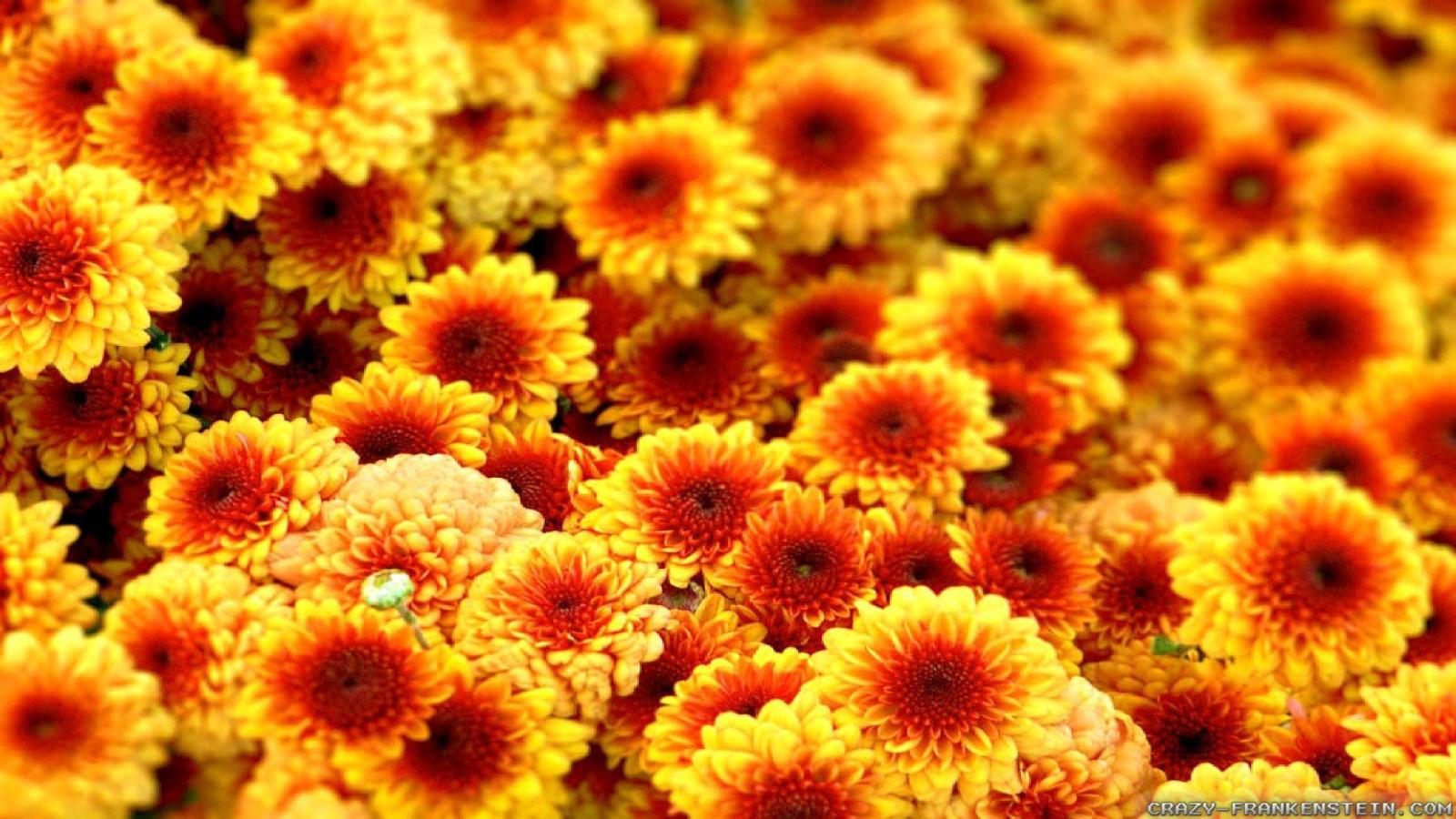 2560x1440 Fall Flowers Wallpaper (41+) - HD Nice Wallpapers
