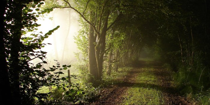 2560x1600 A walk on a spring morning wallpapers and images - wallpapers