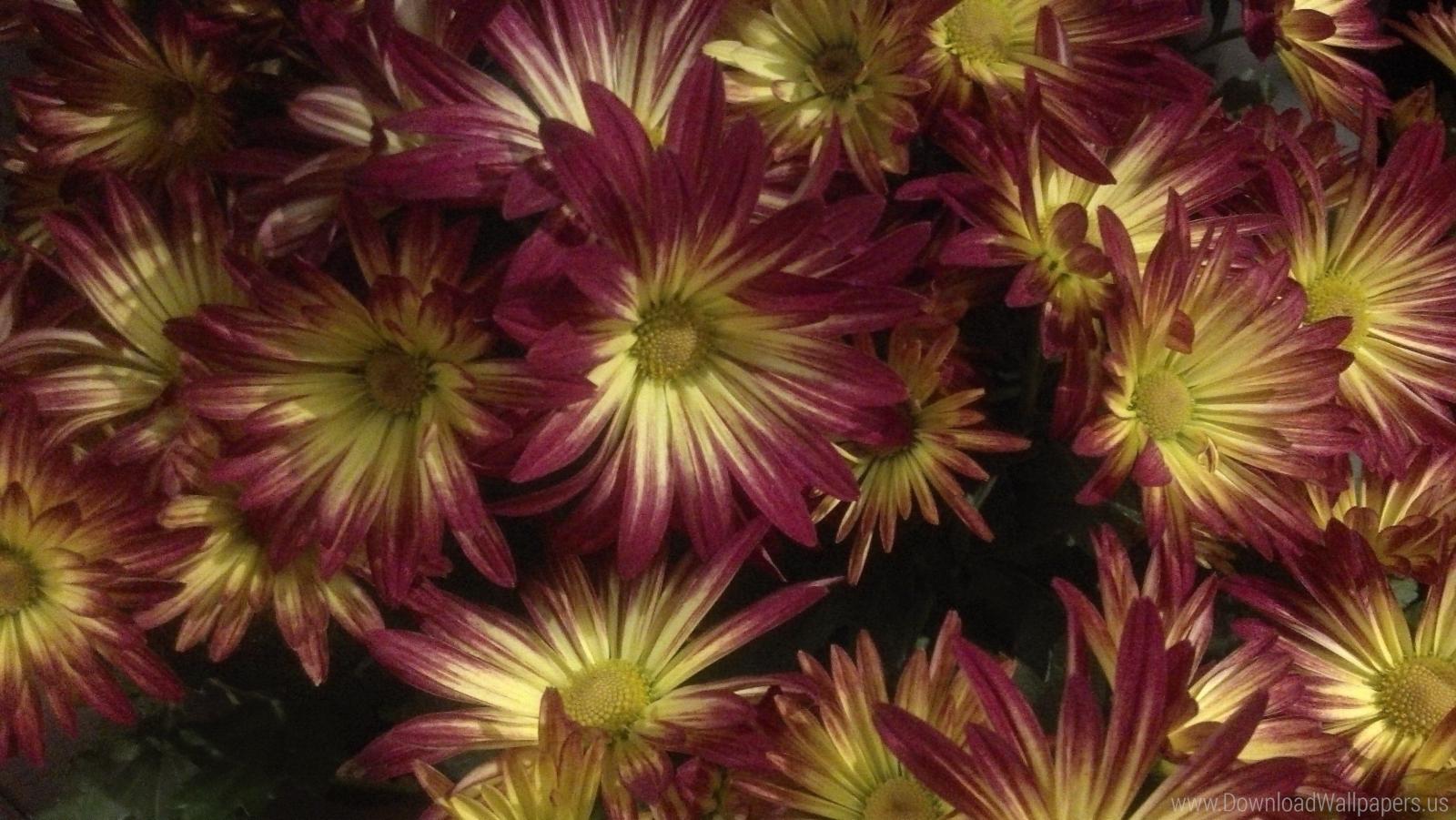 3264x1840 Fall Flowers Wallpaper