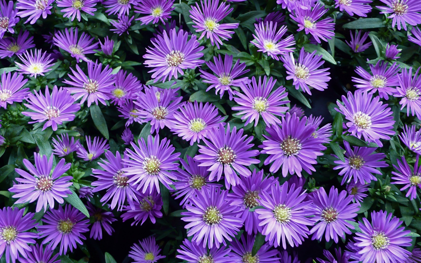 1440x900 Fall Flowers Wallpaper 1 Background Wallpaper - HdFlowerWallpaper.com
