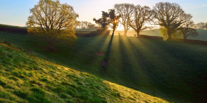 1332x850 Wallpaper grass, rays, light, Rosa, England, spring, morning, April