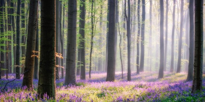1920x1200 Wallpaper forest, spring, morning, tree, flowers, sun light desktop