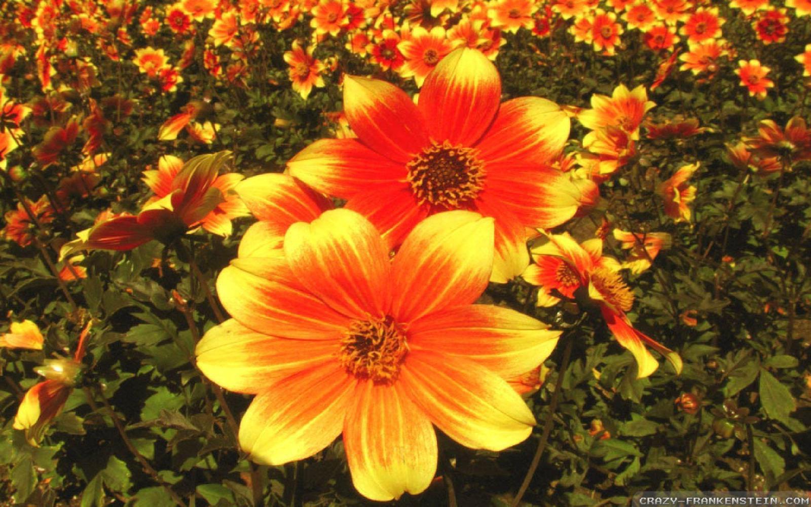1920x1200 Fall Flowers Wallpapers