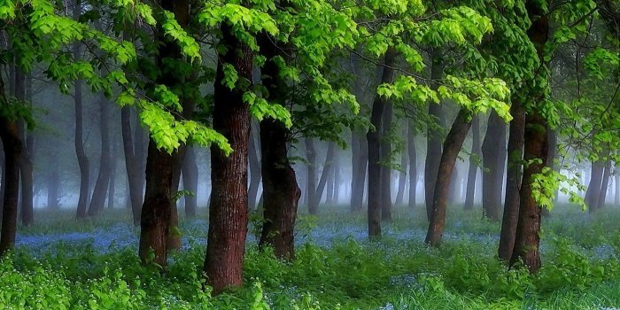 1400x875 2839825 nature landscape spring forest grass wildflowers mist trees