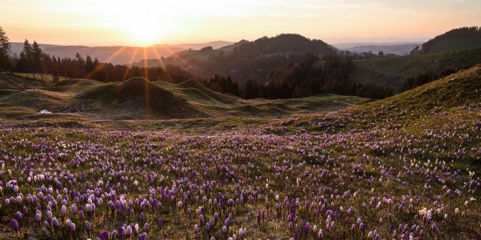 1332x850 Wallpaper flowers, spring, morning images for desktop, section