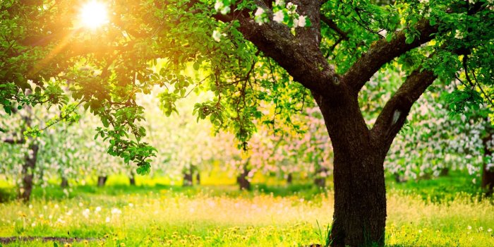 2560x1600 Spring Nature High Resolution Wallpaper 1080p On Wallpaper 1080p HD