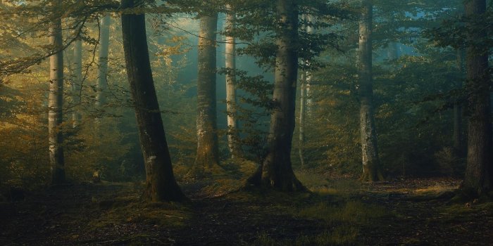 1920x940 spring, Morning, Forest, Grass, Nature, Trees, Landscape Wallpapers