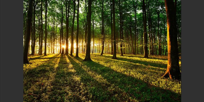 1727x1000 Spring Morning in the Forest 2.45m x 350cm Wallpaper