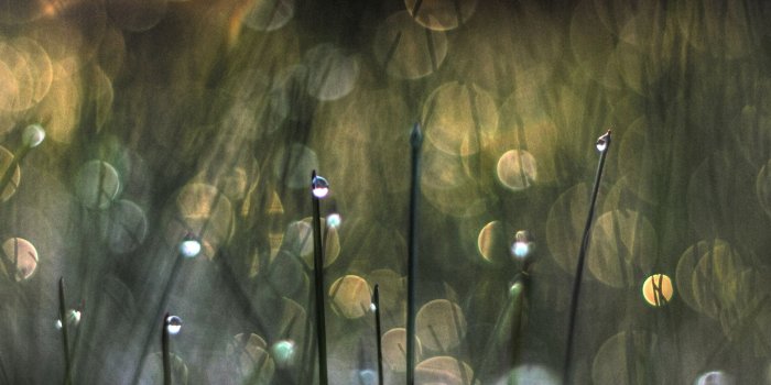 2048x2048 Spring Morning Dew iPad Wallpaper