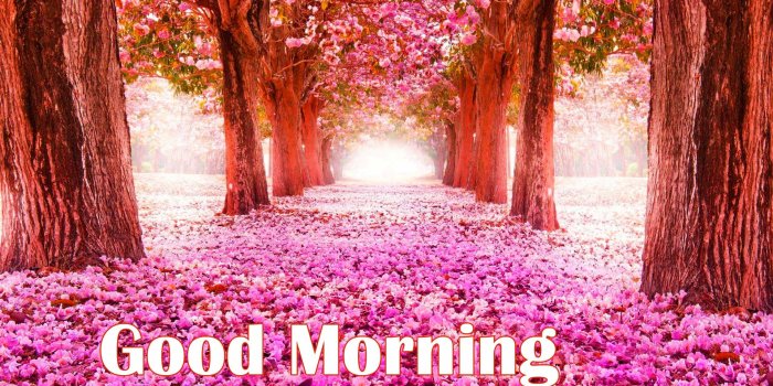 1920x1200 Good Morning Flowers Images Photo Wallpaper Pictures - Spring