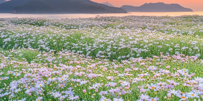 2560x1440 Wallpaper Mountains, river, wild flowers, spring, morning 7680x4320