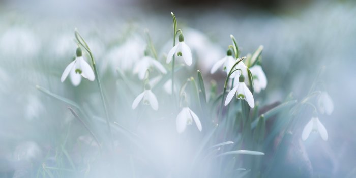 2560x1600 Download wallpapers Snowdrops, spring, morning, dew, spring flowers