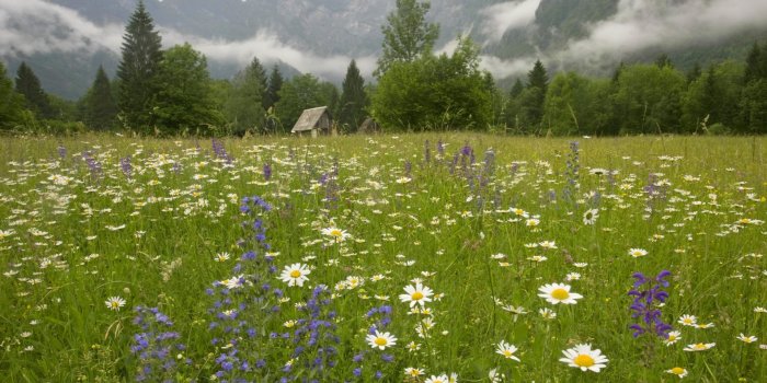 1920x1080 Meadow In Slovenia Alps On A Spring Morning (id: 148812) | BUZZERG