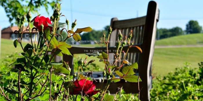 3000x2000 scenic spring morning nature flowers