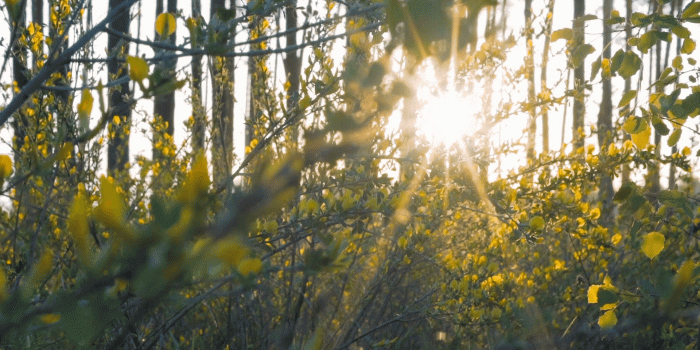 1920x1080 Spring Morning Forest Landscape. Camera slowly rises from the bushes with  yellow flowers lit by the morning sun. Natural background. Stock Video