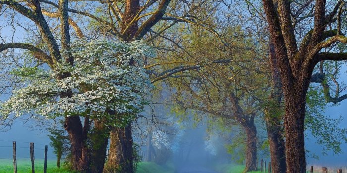 1920x1200 Download wallpapers spring, morning mist, road for desktop with