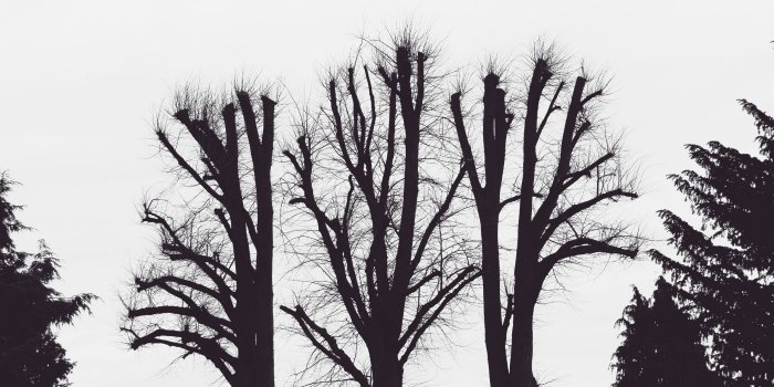 2560x1440 Download wallpaper 2560x1440 trees, branches, aesthetic, bw