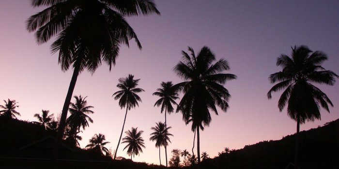 2560x1440 2560x1440 Twilight palms desktop PC and Mac wallpaper