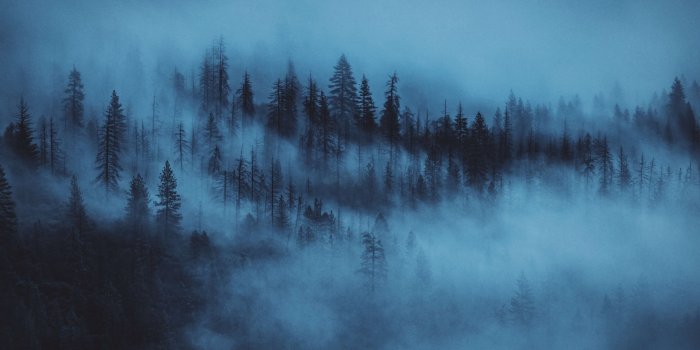 2560x1600 Dark Woods Aesthetic ❤ 4K HD Desktop Wallpaper for • Wide & Ultra