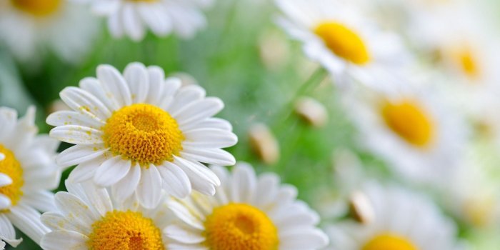 2560x1600 54+ Daisy Flower Wallpapers on WallpaperPlay