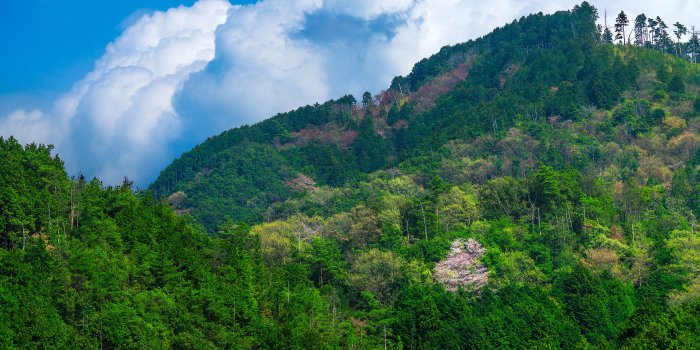 3840x2160 Photos Japan Nature mountain forest 3840x2160