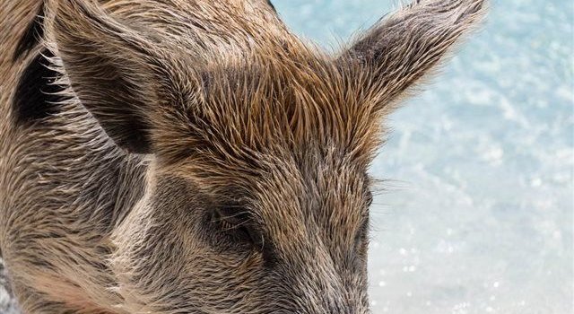 640x1385 Exuma The Bahamas iPhone X Wallpaper Download | iPhone Wallpapers