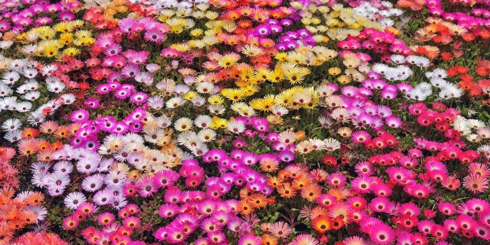 1920x1080 Colorful Flowers Wallpapers Nike Wallpaper Hd Flower Nature Garden