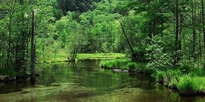 1920x1080 Forest in the Kamikochi mountains, Japan wallpaper - Nature