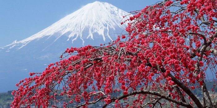 1280x800 Download Widescreen 16:10 1280x800 - Japan, Mountains, Sakura