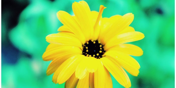 2820x1880 Flowers: Bright Flower Soft Green Yellow Wallpaper For Desktop for