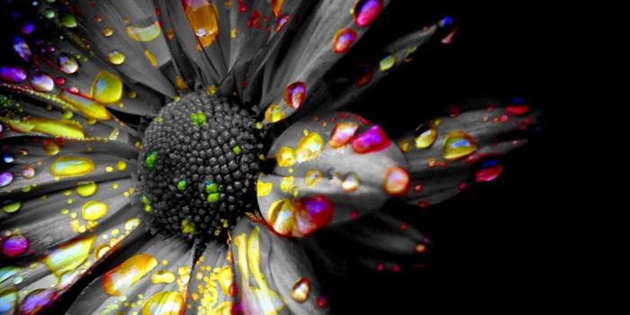 1920x1200 45+ Black and White Color Splash Wallpapers - Download at WallpaperBro