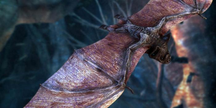 1024x768 Vampire Bat Wallpapers - Animals Town