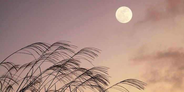 1920x1080 Japanese Moon – Bing Wallpaper Download