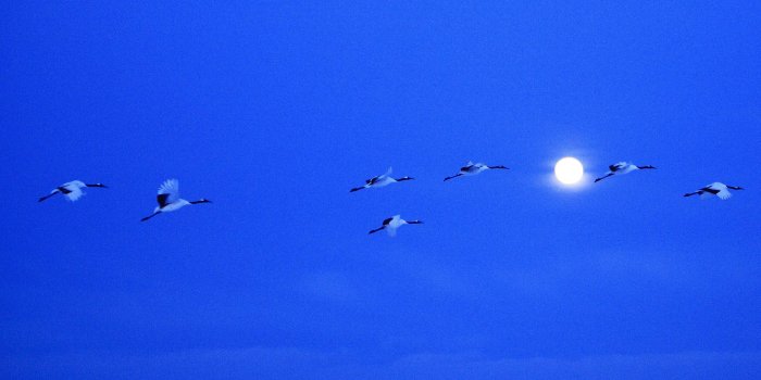1920x1080 Crane Moon – Bing Wallpaper Download