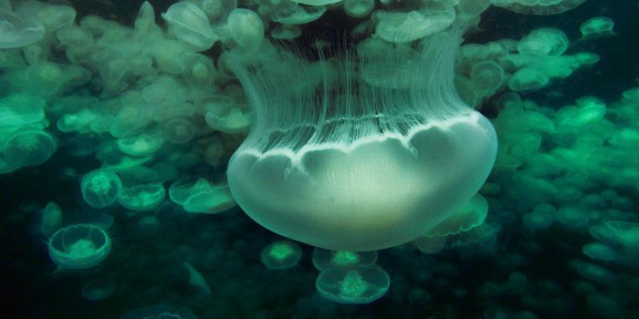 1366x768 45+] Bing Moon Wallpaper on WallpaperSafari