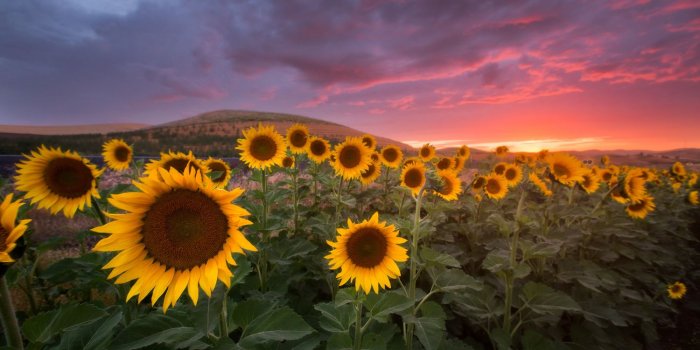 1500x844 Sunset Desktop Background (97+ images in Collection) Page 1