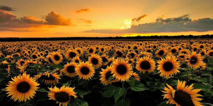 1920x1200 Sunflower Sunset Desktop Wallpaper 23721 - Baltana
