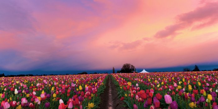 2262x1354 High Resolution Flowers Sunset Desktop Wallpaper