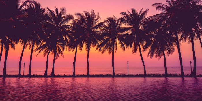 2119x1415 Palm Tree Wallpaper Desktop (69+ images)