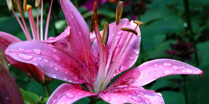 1152x864 Lily Flower Wallpaper | Flower Dreams | reference photos | Beautiful